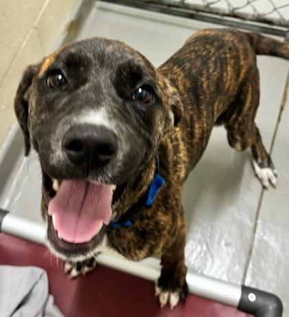Sunshine, Adoptable, Adult Female Labrador Retriever & Mixed Breed.