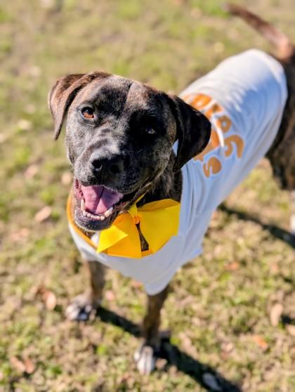 Sunshine, a Adoptable mixed breed in Gulfport, MS image 2/3