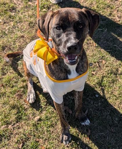 Sunshine, a Adoptable mixed breed in Gulfport, MS image 3/3