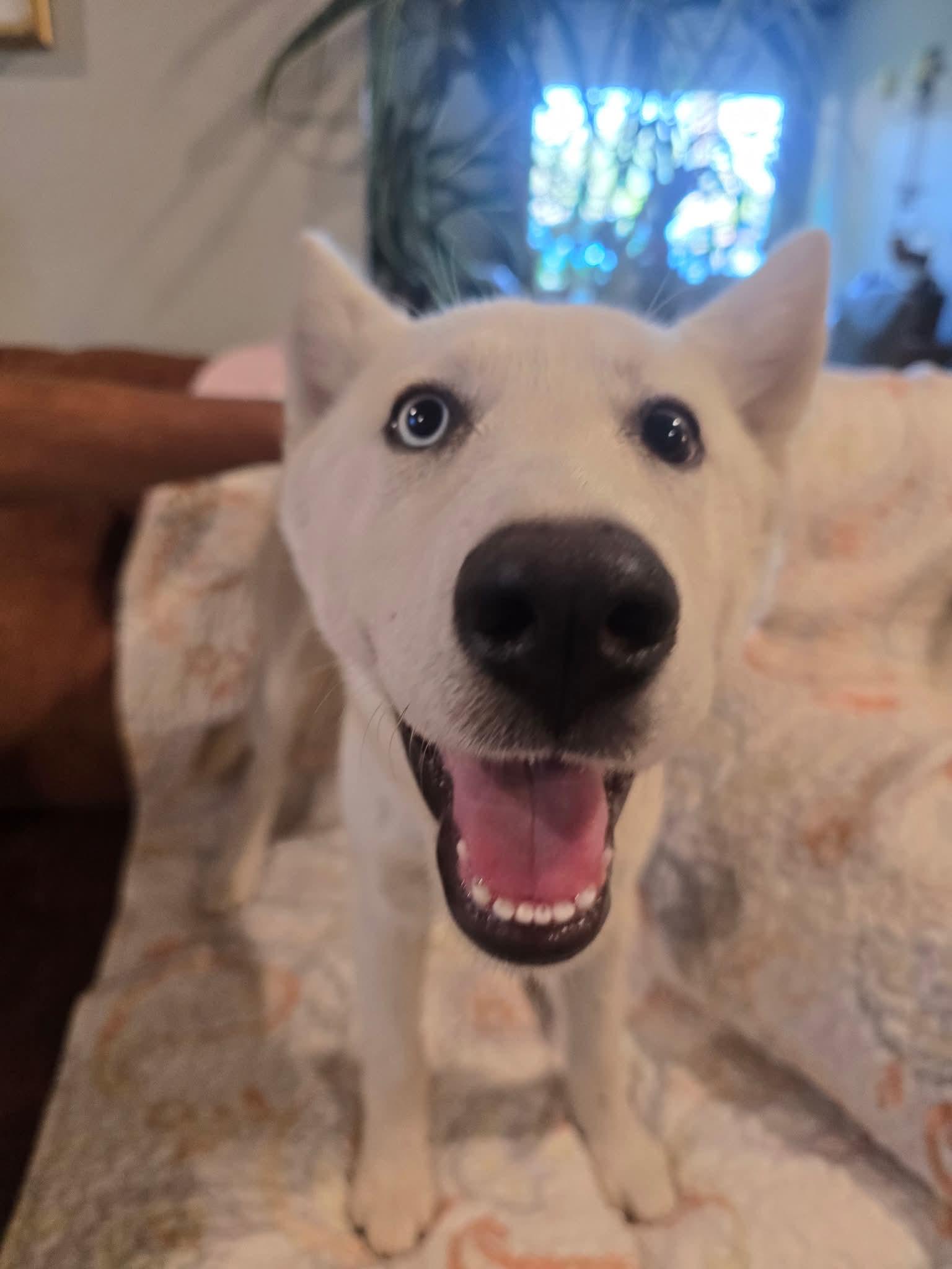 Enlarge Majestic Mercedes, a Adoptable mixed breed in Upland, CA image 1/6