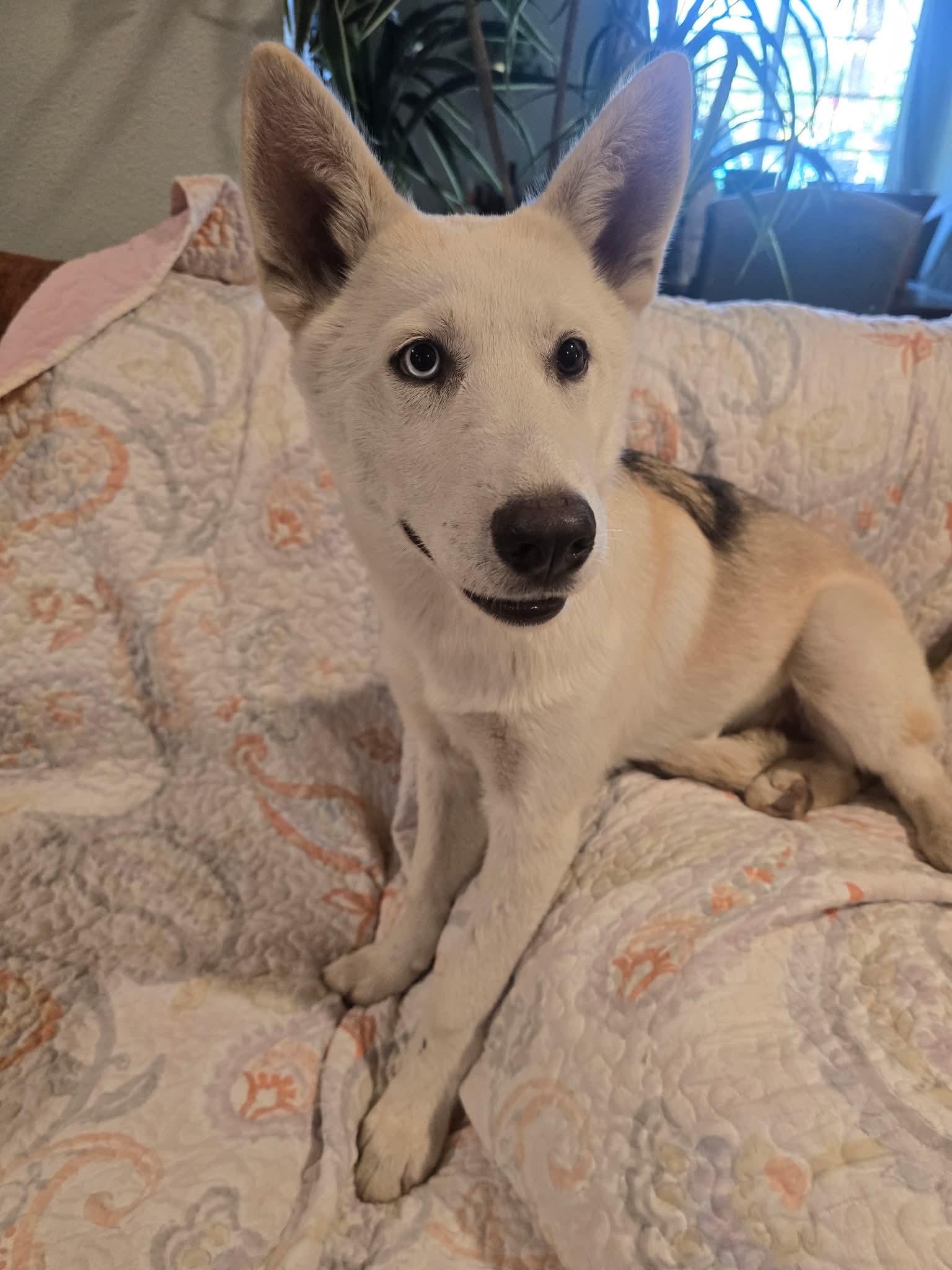 Enlarge Majestic Mercedes, a Adoptable mixed breed in Upland, CA image 4/6