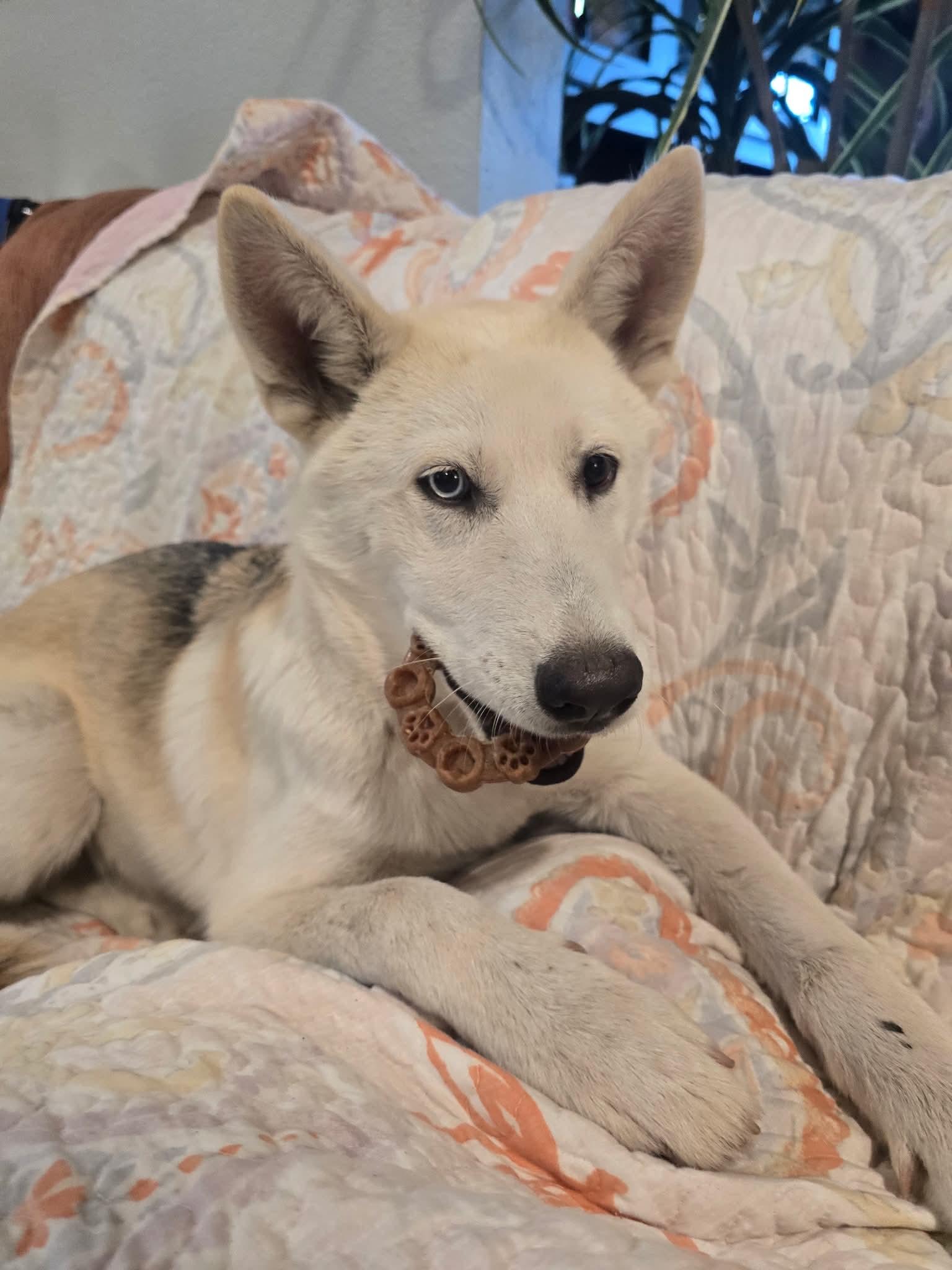 Enlarge Majestic Mercedes, a Adoptable mixed breed in Upland, CA image 2/6