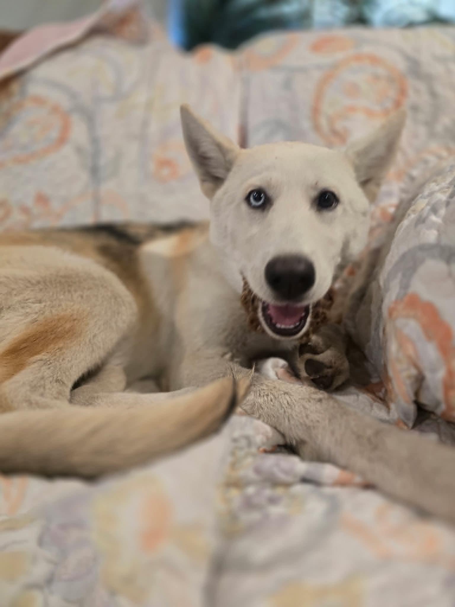 Enlarge Majestic Mercedes, a Adoptable mixed breed in Upland, CA image 3/6