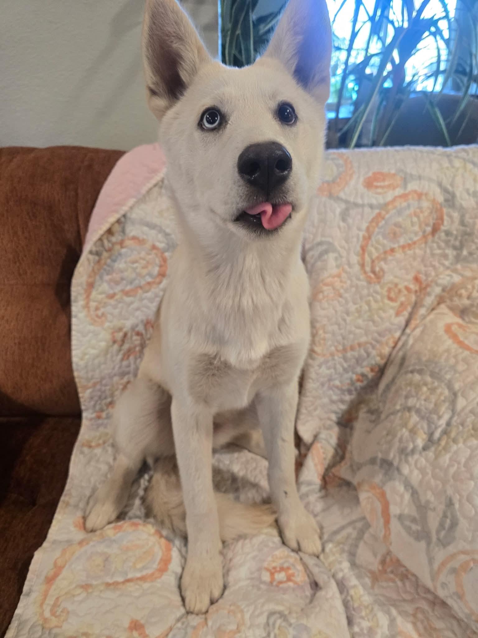 Enlarge Majestic Mercedes, a Adoptable mixed breed in Upland, CA image 5/6