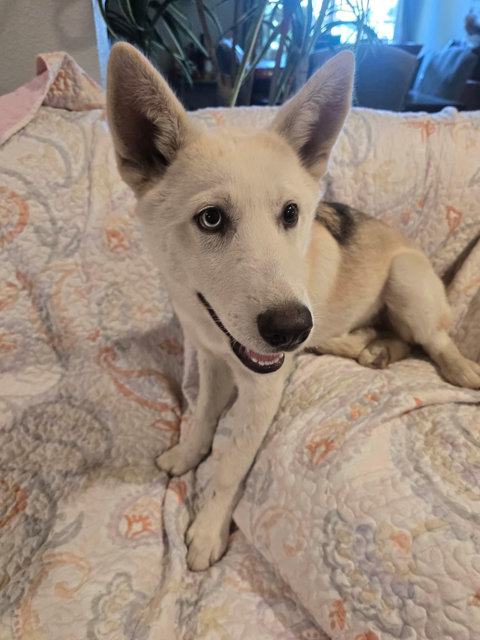 Enlarge Majestic Mercedes, a Adoptable mixed breed in Upland, CA image 6/6