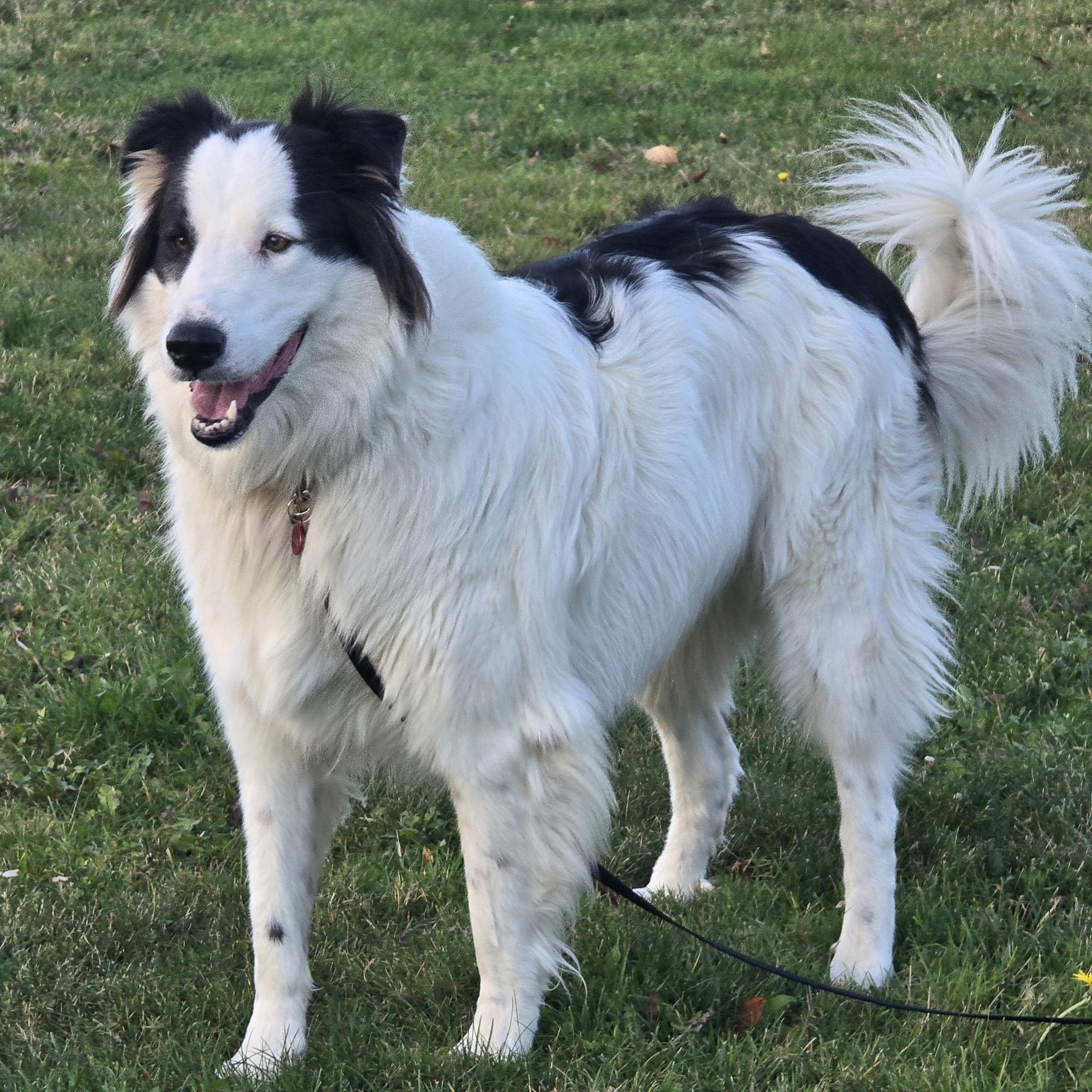 TILLIE - D3606br, a Adoptable mixed breed in Burlington, WA image 1/4