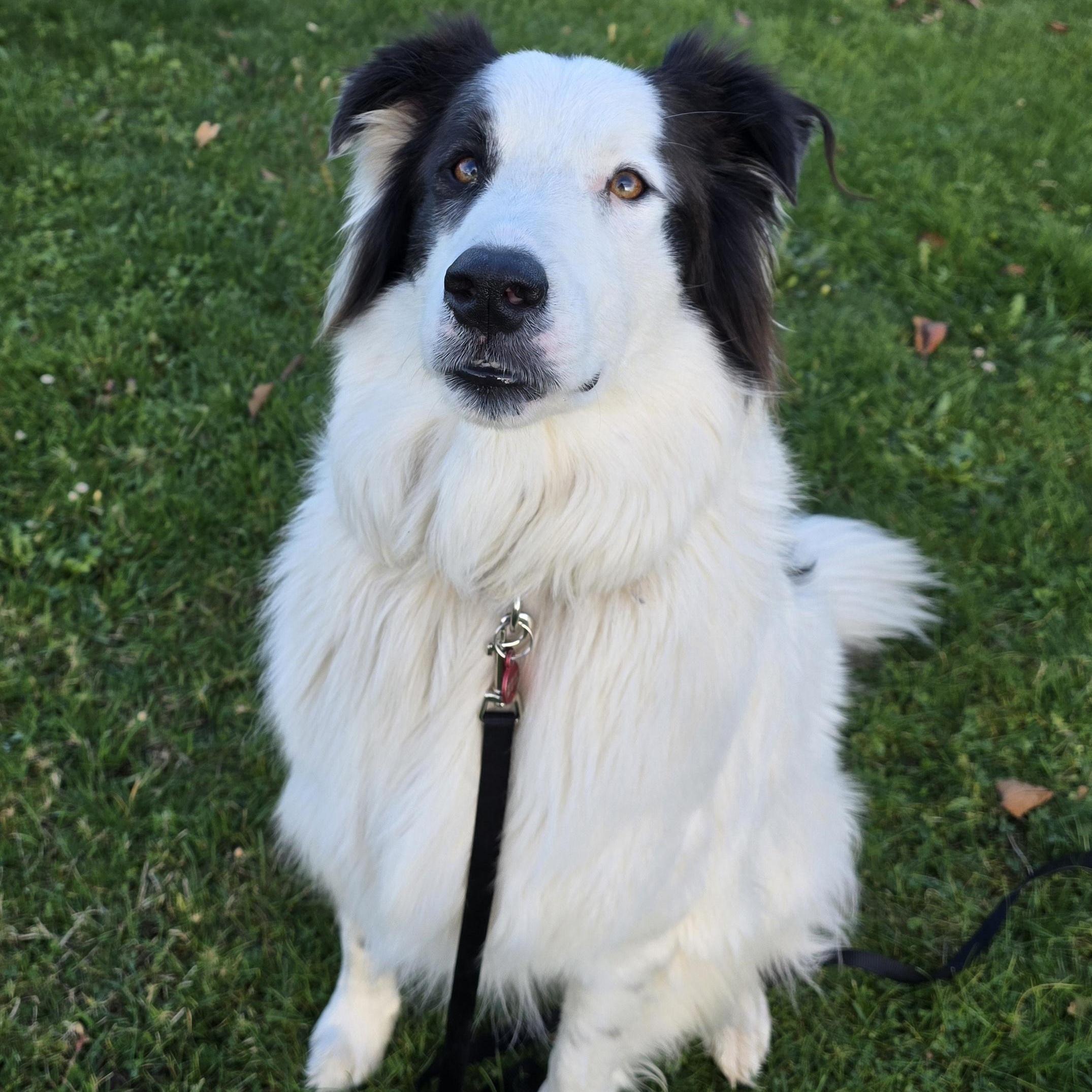 TILLIE - D3606br, a Adoptable mixed breed in Burlington, WA image 2/4