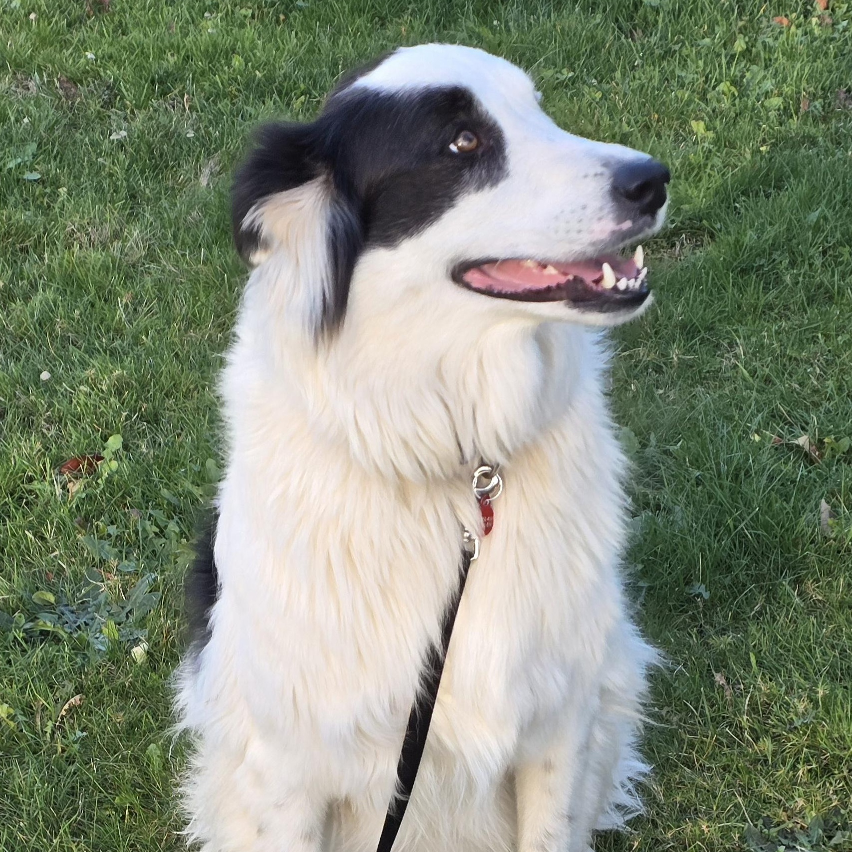 TILLIE - D3606br, a Adoptable mixed breed in Burlington, WA image 3/4