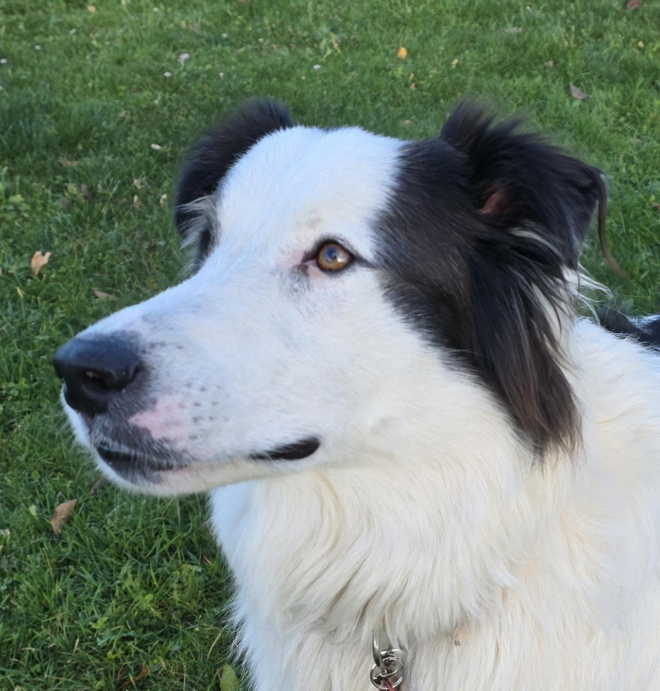 TILLIE - D3606br, a Adoptable mixed breed in Burlington, WA image 4/4