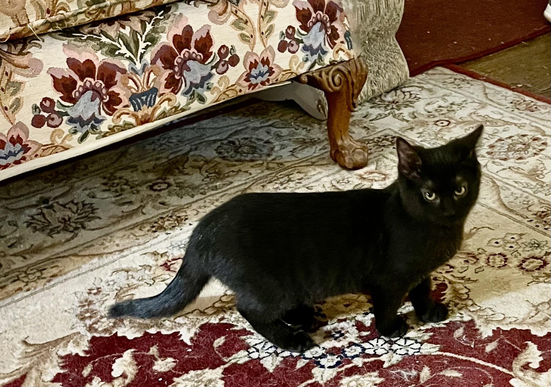 Enlarge Rye, a ADOPTABLE mixed breed in Plain City, OH image 3/6