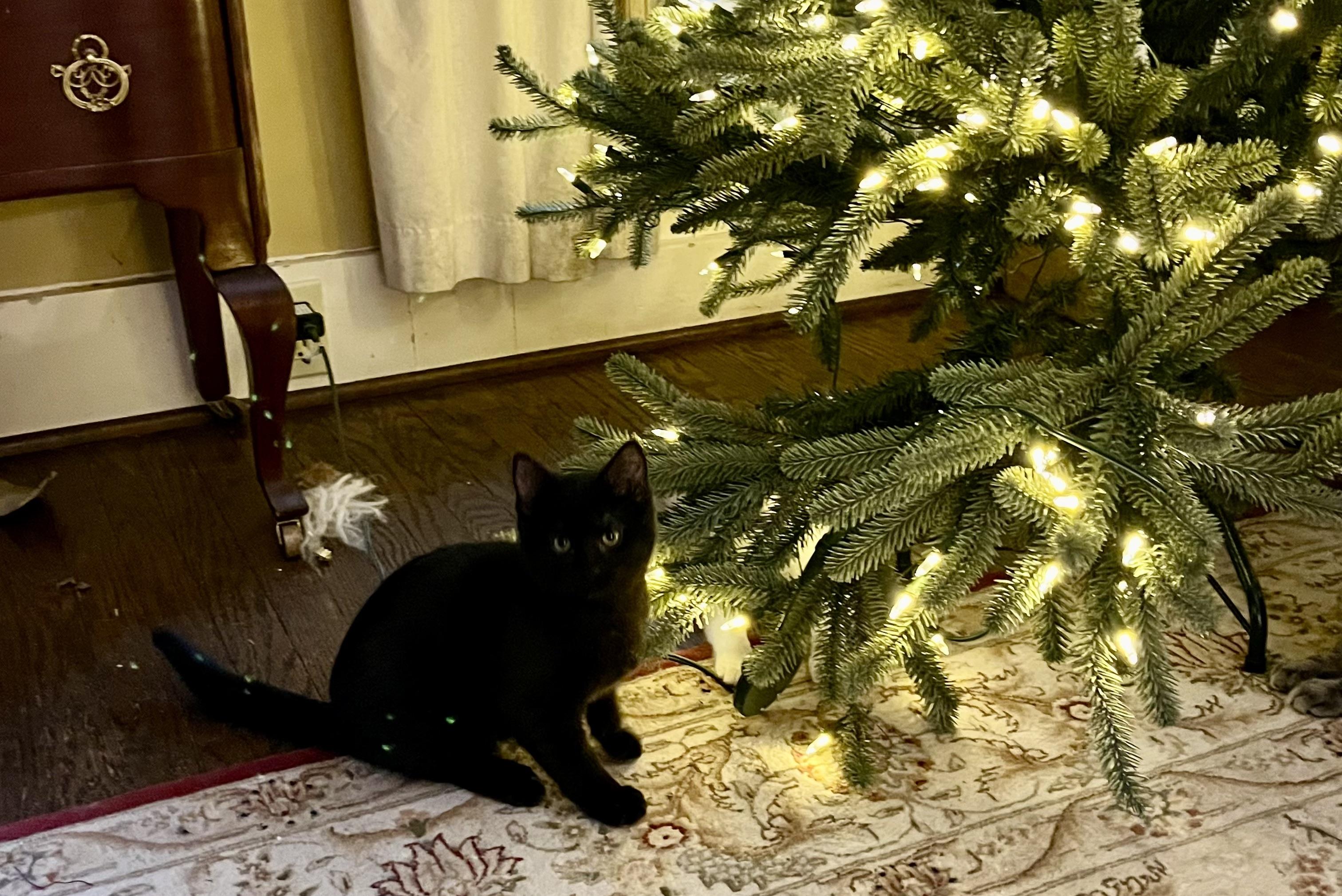 Enlarge Rye, a ADOPTABLE mixed breed in Plain City, OH image 5/6