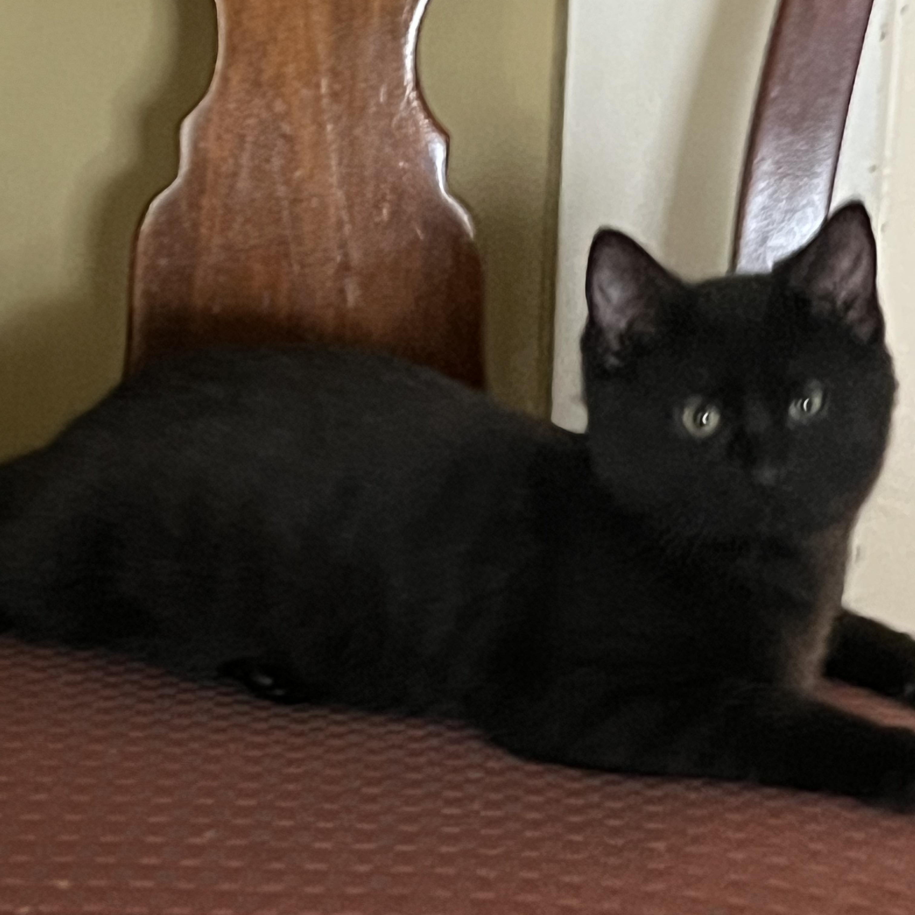 Rye, ADOPTABLE, Kitten Female Domestic Medium Hair.