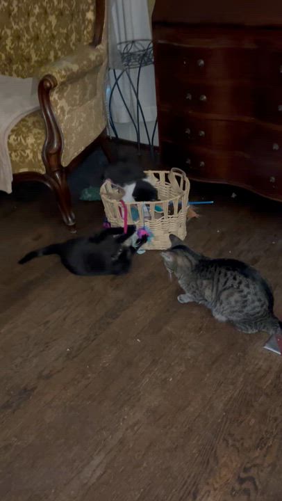 Enlarge Rye, a ADOPTABLE mixed breed in Plain City, OH video 6/6