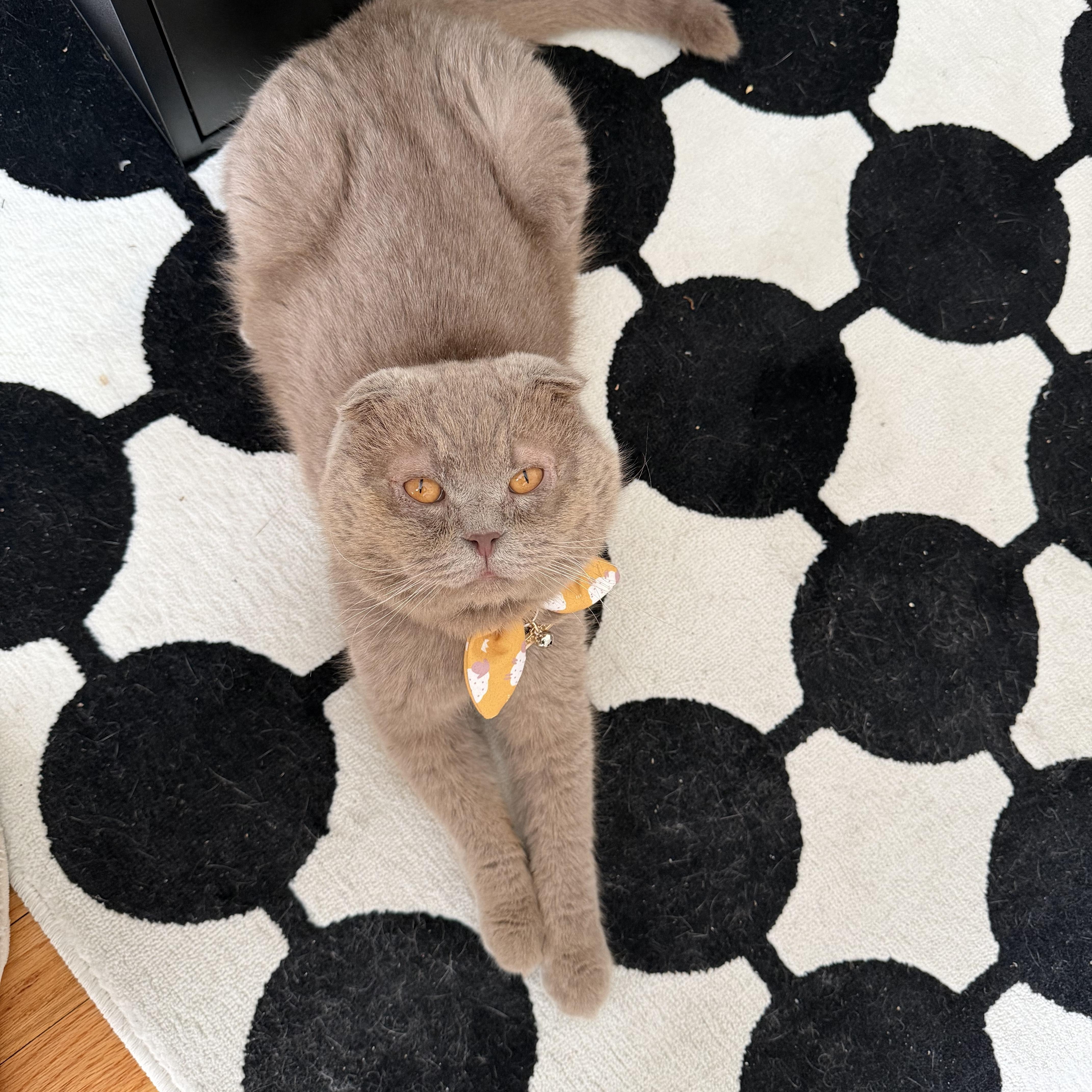 Buckwheat, an adopted Scottish Fold in Brooklyn, NY image 3/4