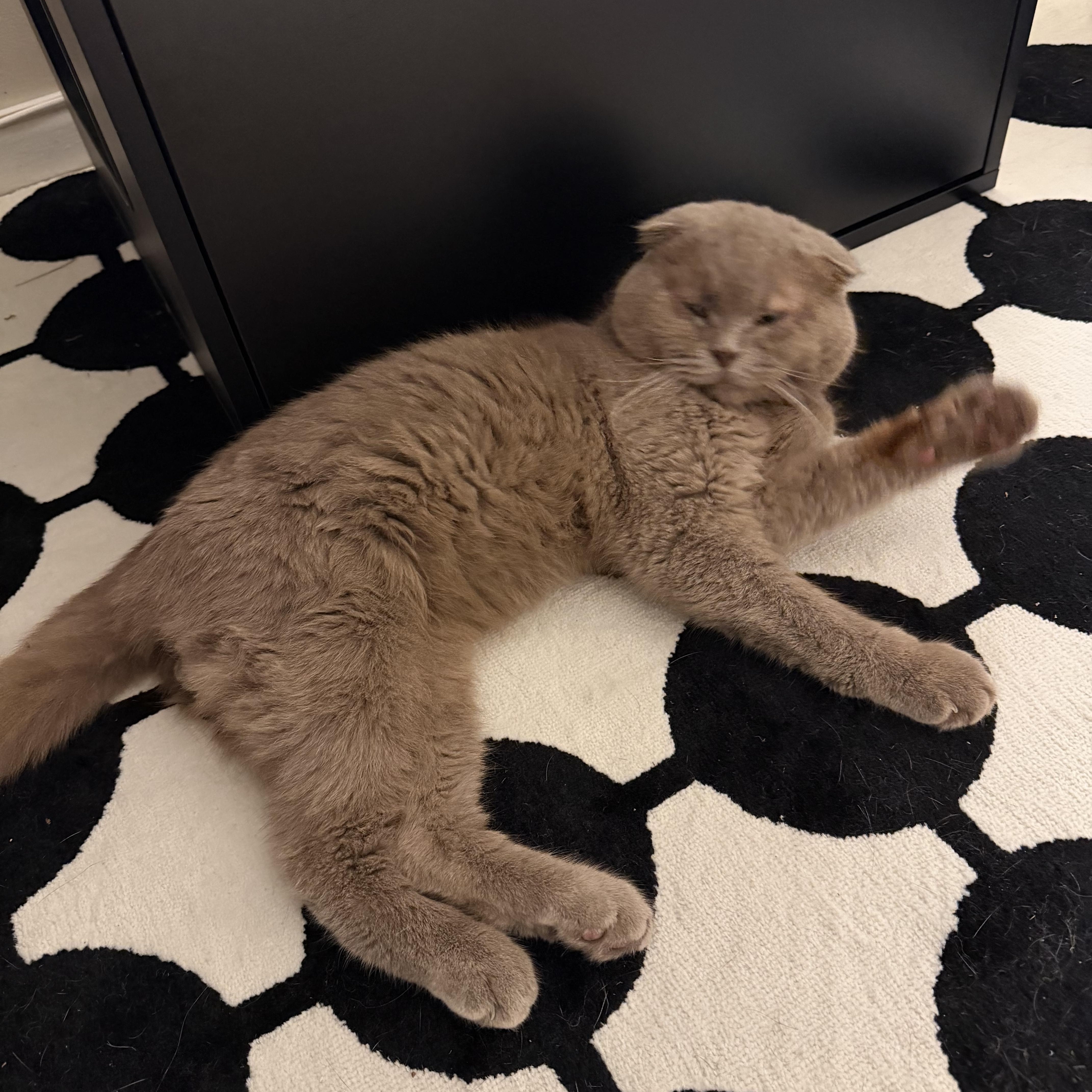 Buckwheat, an adopted Scottish Fold in Brooklyn, NY image 2/4