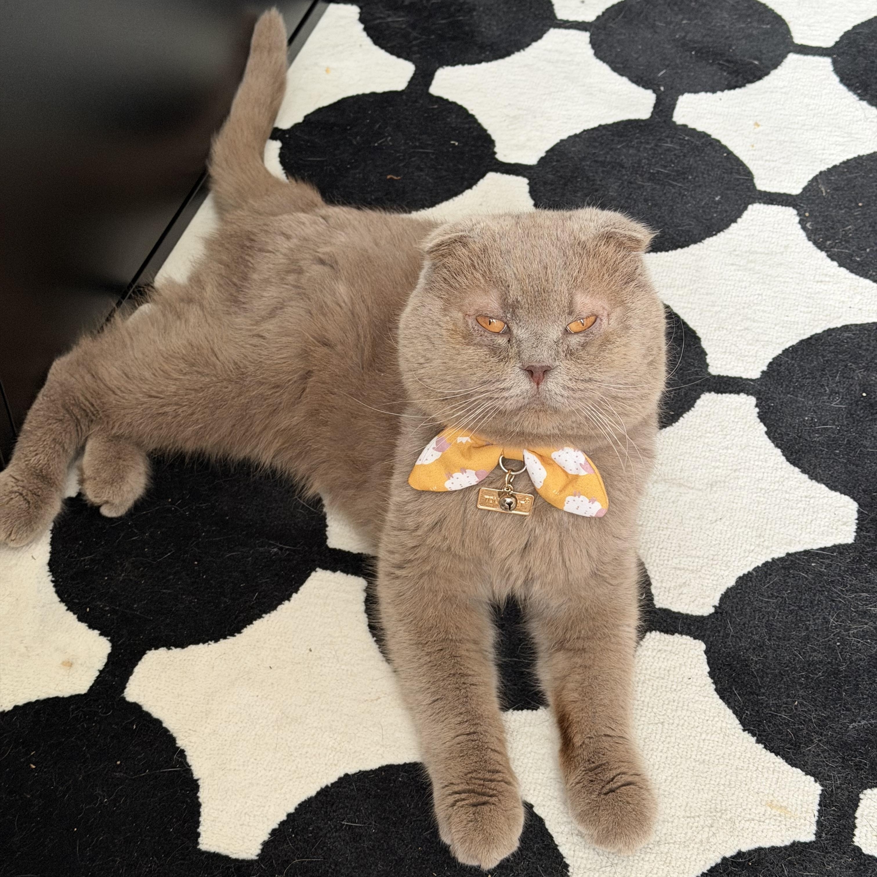Buckwheat, adopted, Young Male Scottish Fold.