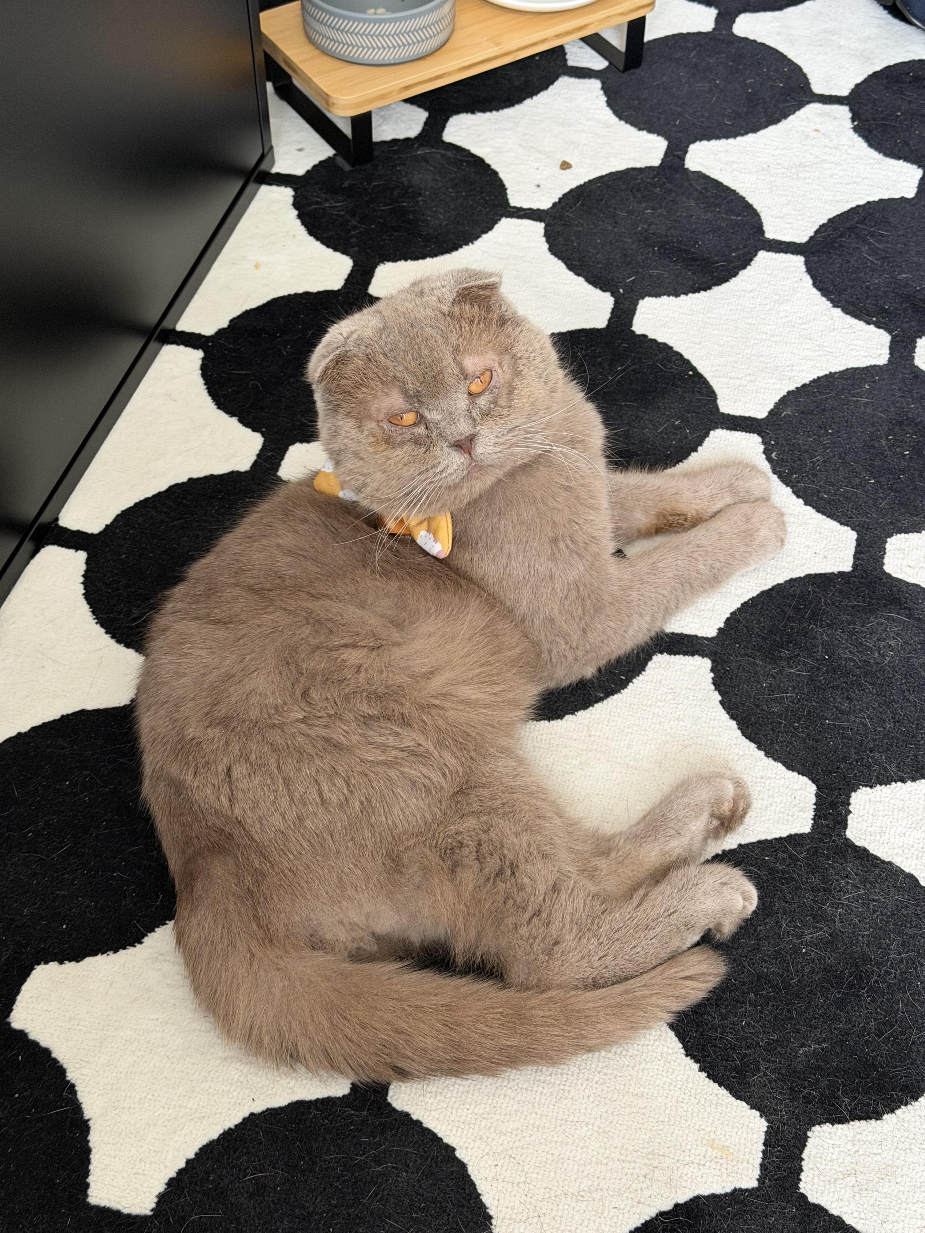 Buckwheat, an adopted Scottish Fold in Brooklyn, NY image 4/4