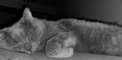 Enlarge Tom, a Adoptable mixed breed in Montreal, QC image 1/3