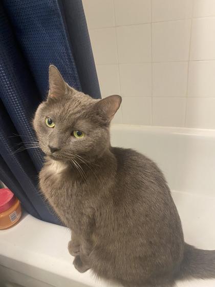 Enlarge Tom, a Adoptable mixed breed in Montreal, QC image 2/3