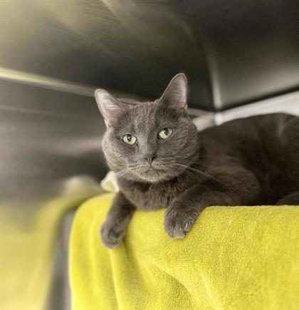 Enlarge Tom, a Adoptable mixed breed in Montreal, QC image 3/3