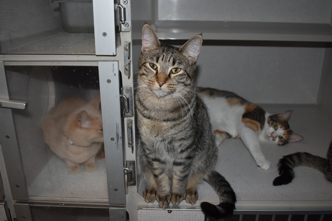 Honeynut, a Adoptable mixed breed in Milledgeville, GA image 2/4