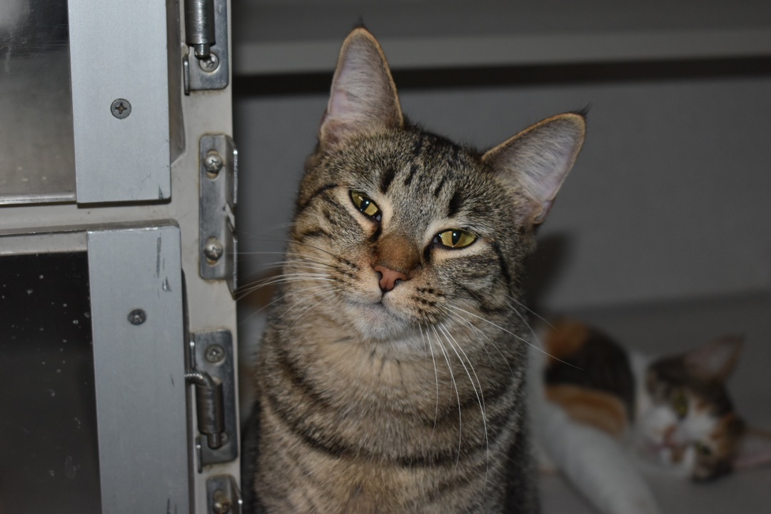 Honeynut, a Adoptable mixed breed in Milledgeville, GA image 3/4