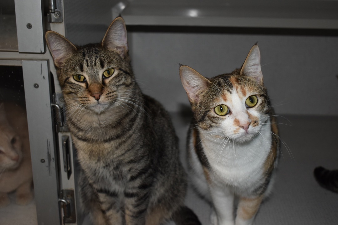 Honeynut, a Adoptable mixed breed in Milledgeville, GA image 4/4