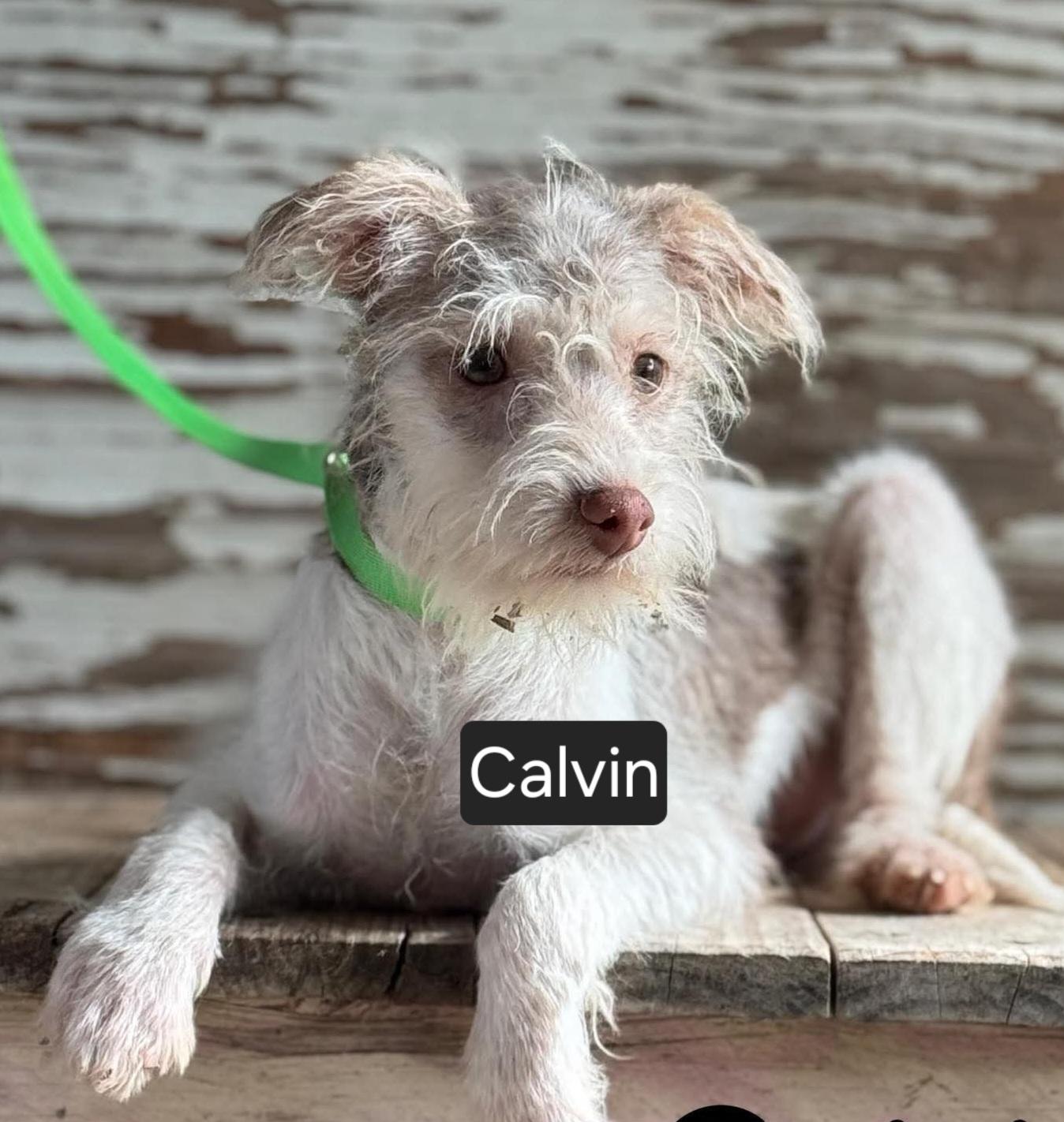 Calvin, ADOPTABLE, Puppy Male Terrier & Mixed Breed.