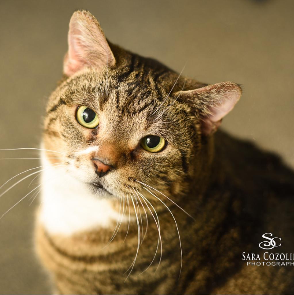 Princess, Adoptable, Senior Female Domestic Short Hair.