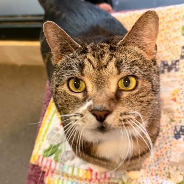 Enlarge Princess, a Adoptable Domestic Short Hair in Grand Rapids, MI image 2/6