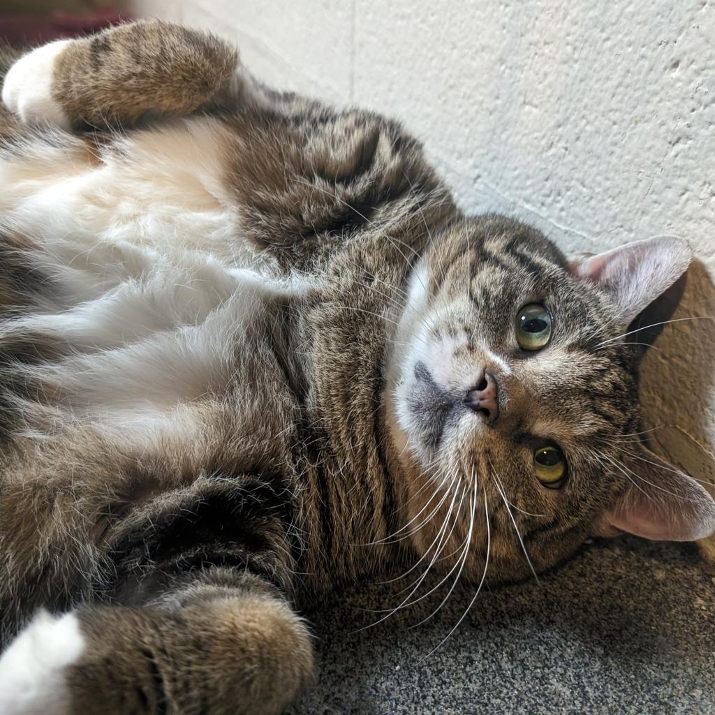 Enlarge Princess, a Adoptable Domestic Short Hair in Grand Rapids, MI image 2/6