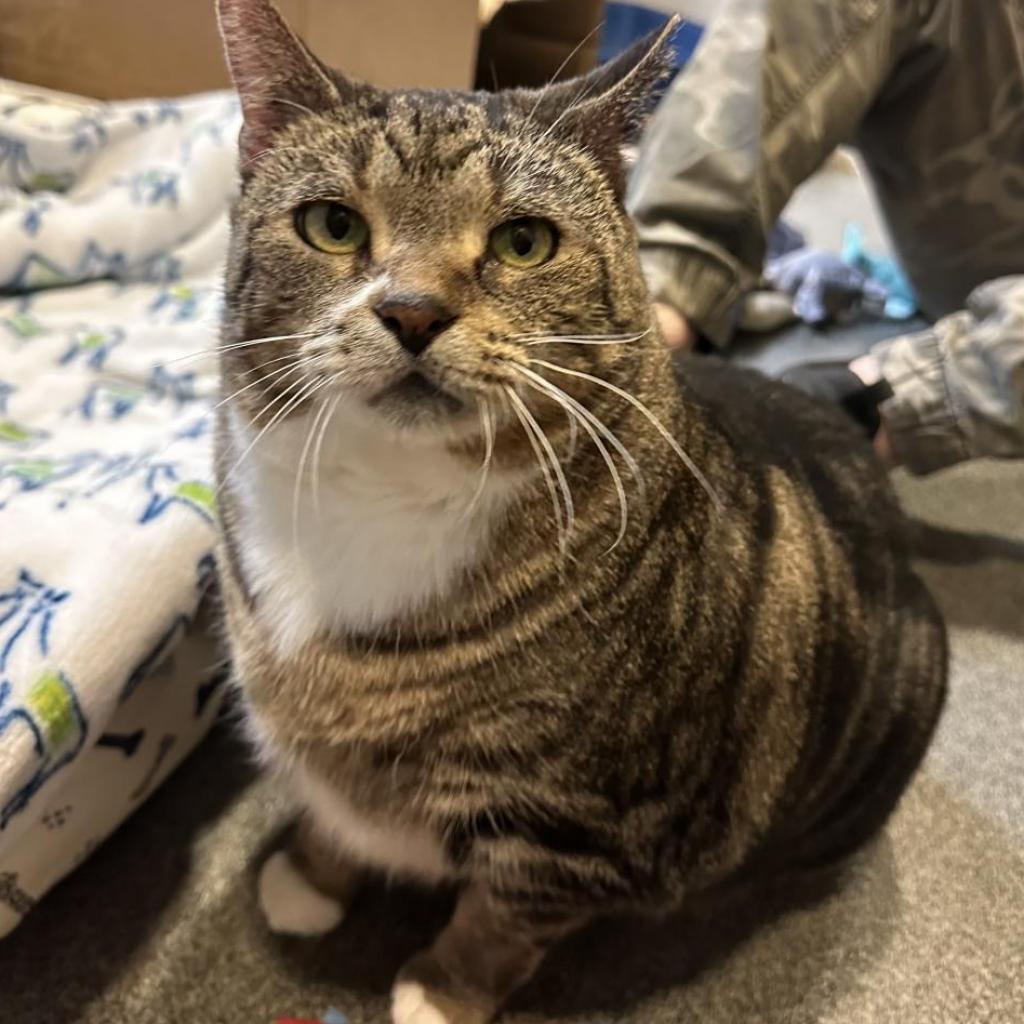 Enlarge Princess, a Adoptable Domestic Short Hair in Grand Rapids, MI image 3/6