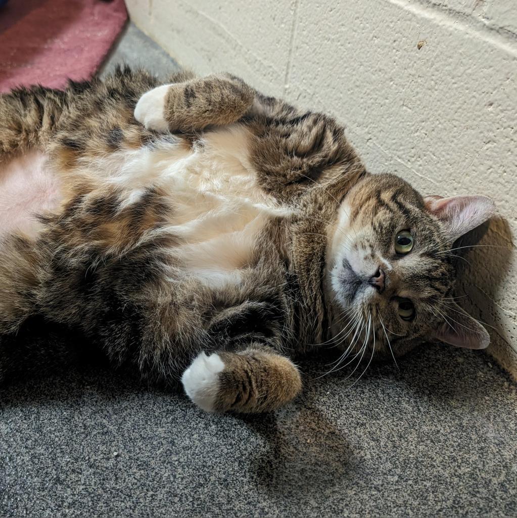 Enlarge Princess, a Adoptable Domestic Short Hair in Grand Rapids, MI image 4/6