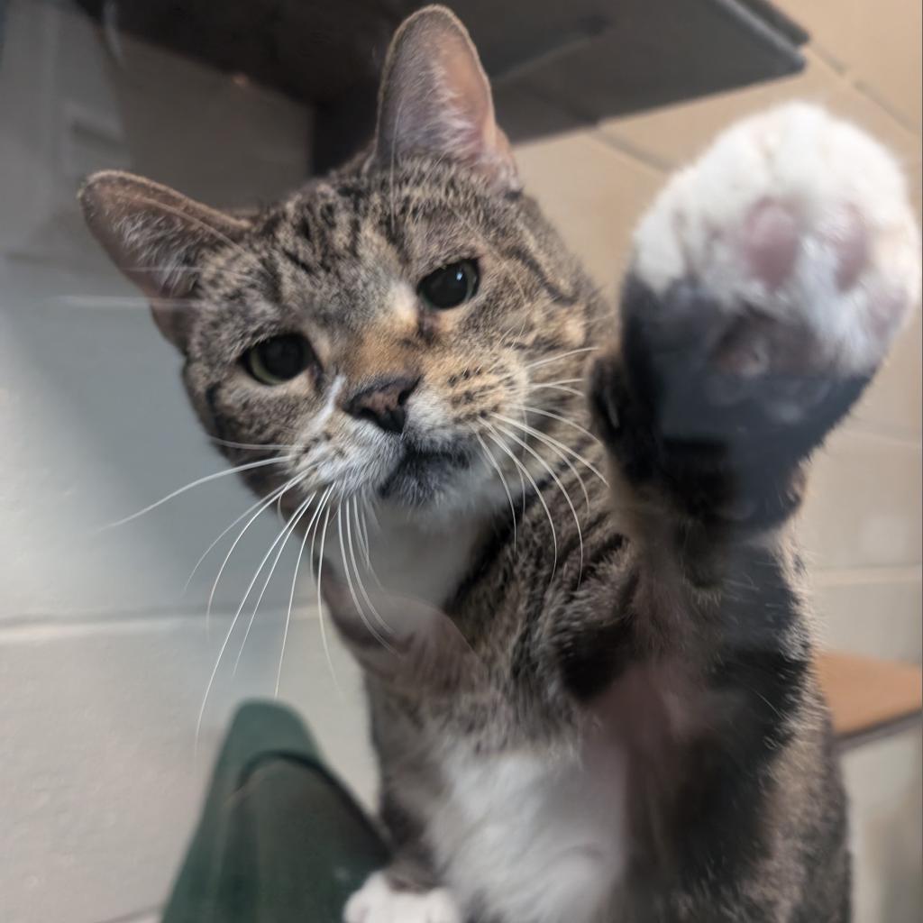 Enlarge Princess, a Adoptable Domestic Short Hair in Grand Rapids, MI image 5/6