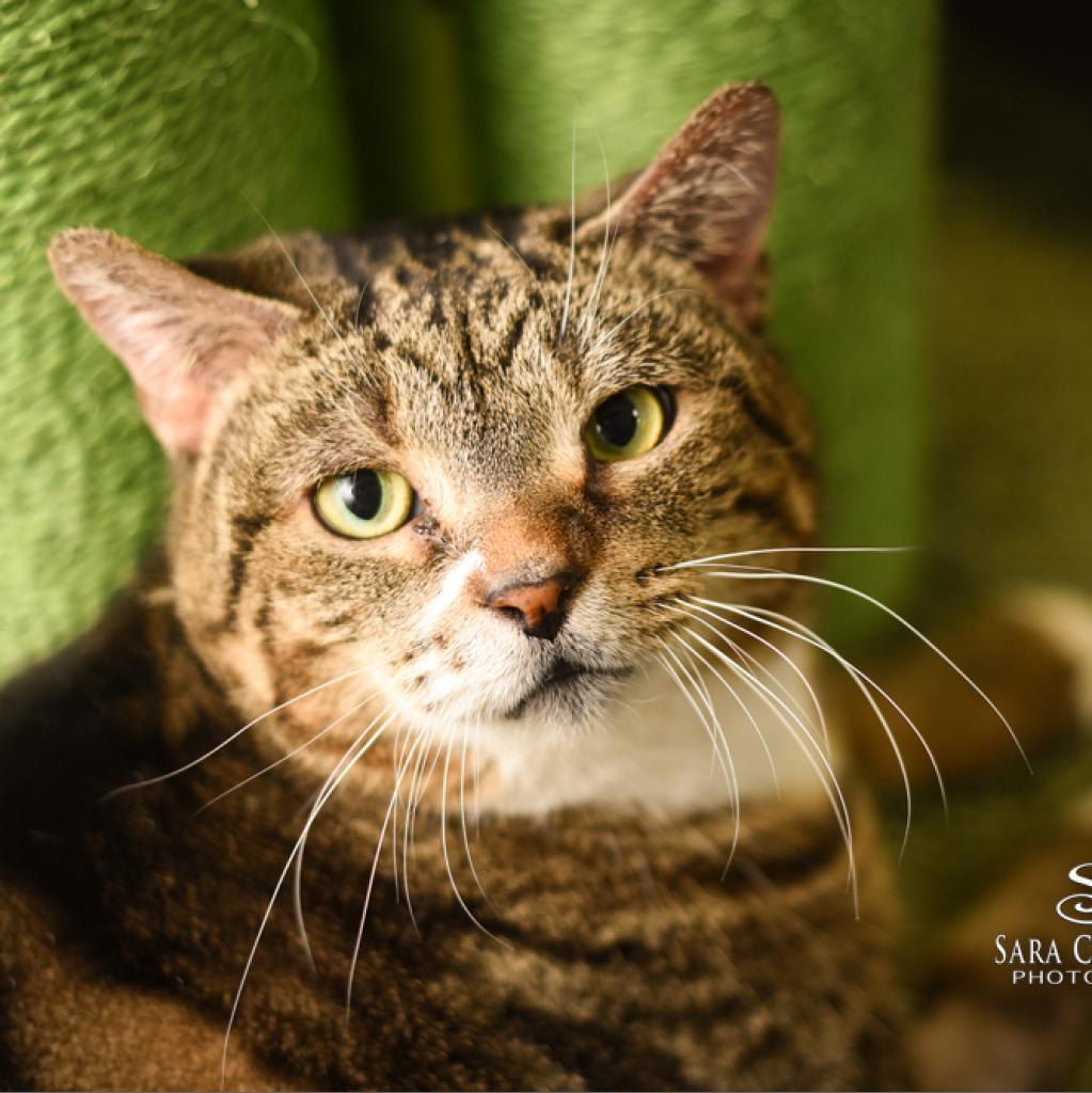 Enlarge Princess, a Adoptable Domestic Short Hair in Grand Rapids, MI image 6/6