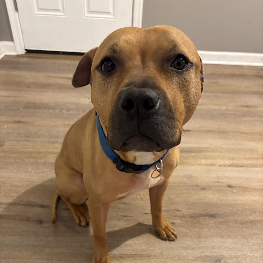 Enlarge MORPHIUS, a Adoptable Pit Bull Terrier in Perkiomenville, PA image 2/4