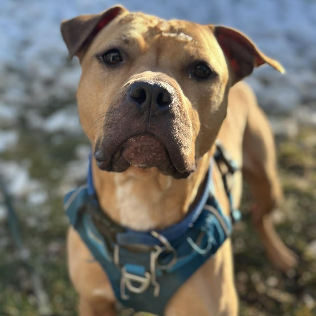 Enlarge MORPHIUS, a Adoptable Pit Bull Terrier in Conshohocken, PA image 2/6