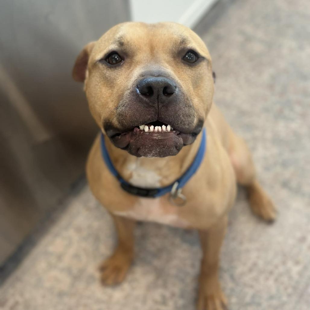 Enlarge MORPHIUS, a Adoptable Pit Bull Terrier in Conshohocken, PA image 3/6