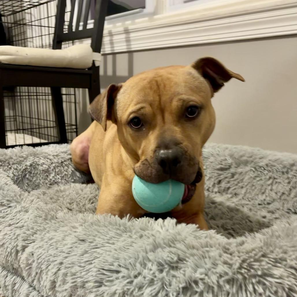 Enlarge MORPHIUS, a Adoptable Pit Bull Terrier in Perkiomenville, PA image 3/4