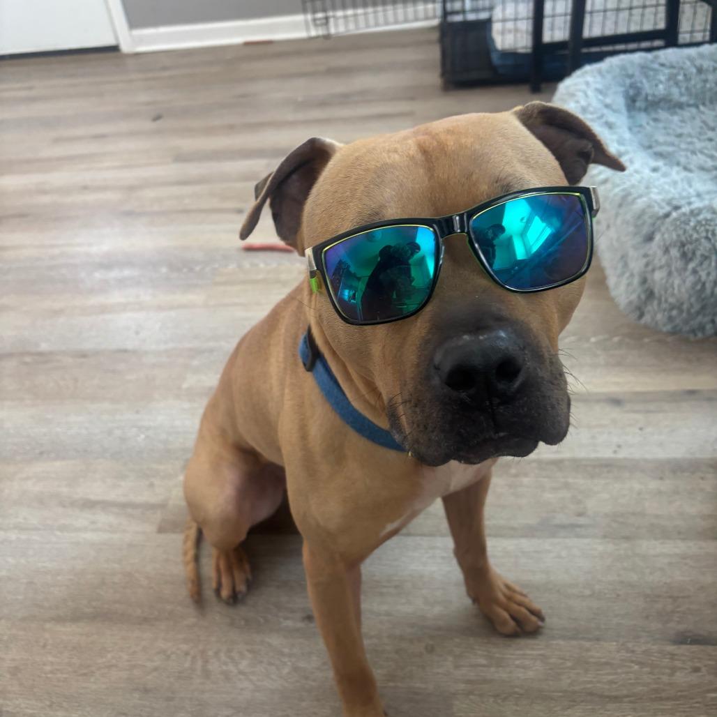 Enlarge MORPHIUS, a Adoptable Pit Bull Terrier in Perkiomenville, PA image 4/4