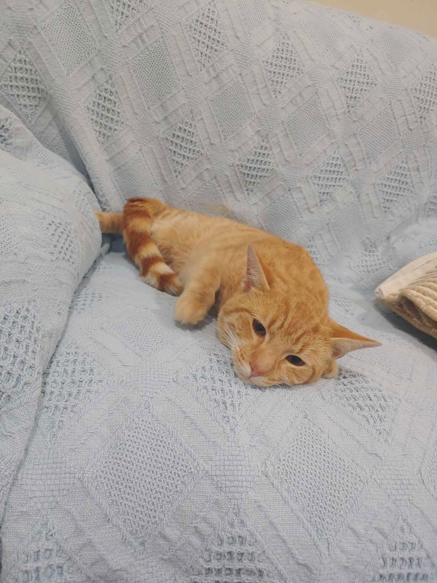 Enlarge Mango, a Adoptable Domestic Short Hair in King George, VA image 1/3