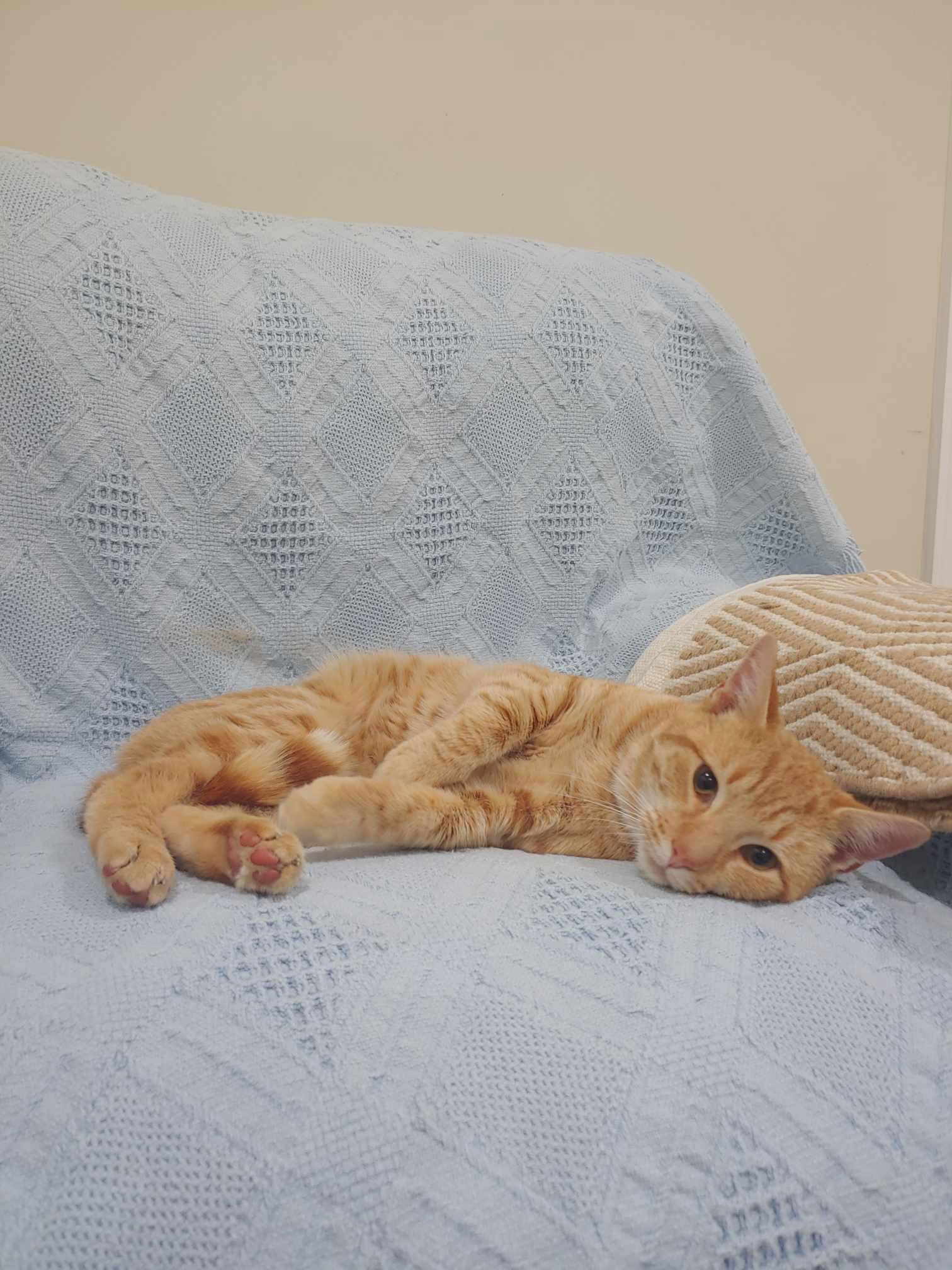 Enlarge Mango, a Adoptable Domestic Short Hair in King George, VA image 3/3