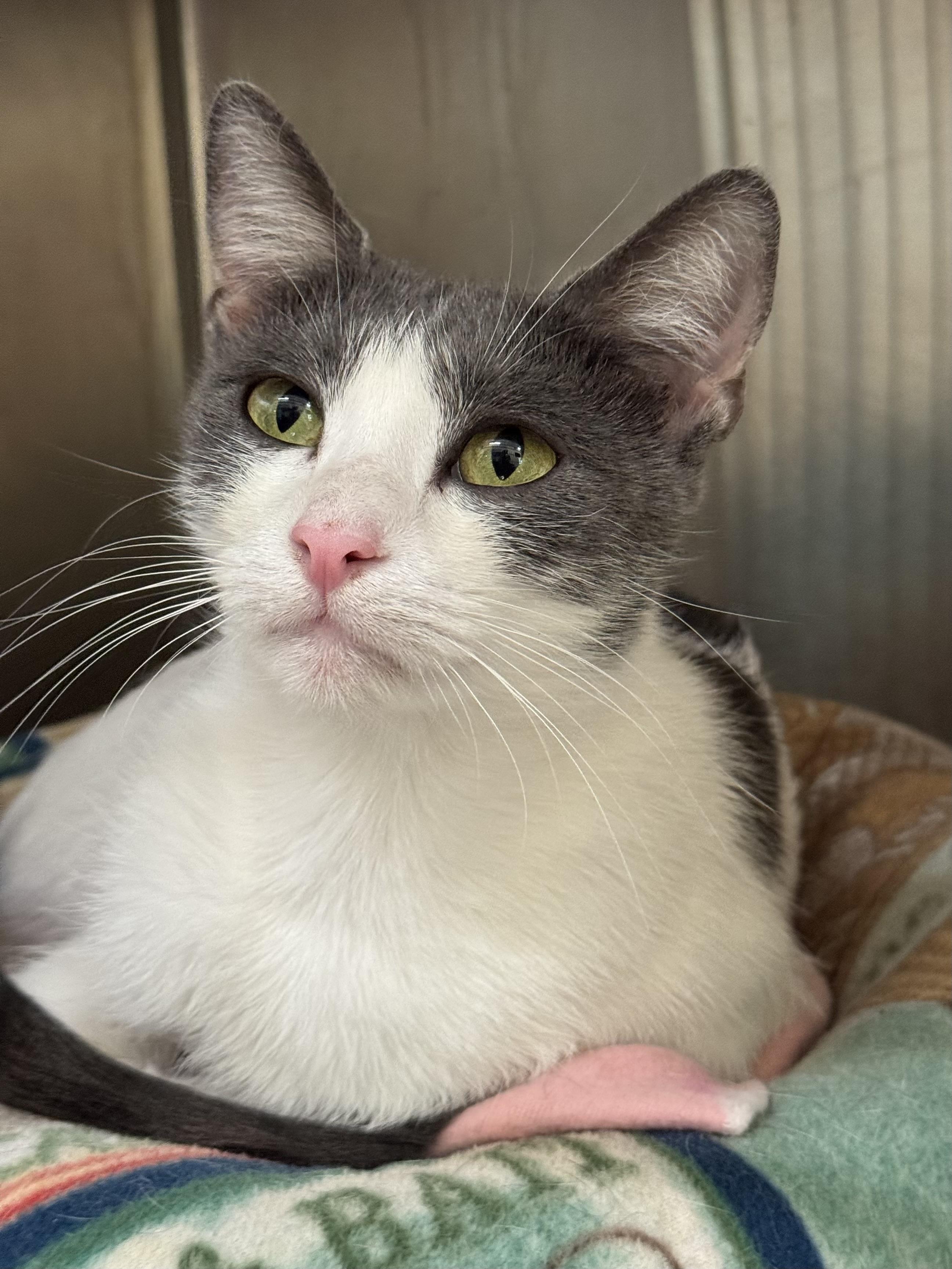 Trix, Adult Female unknown