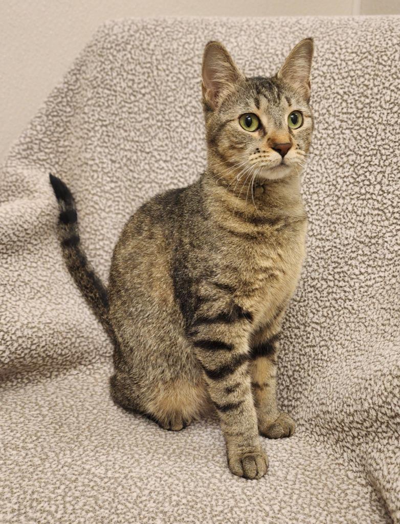 Azalea, Adoptable, Young Female Domestic Short Hair.