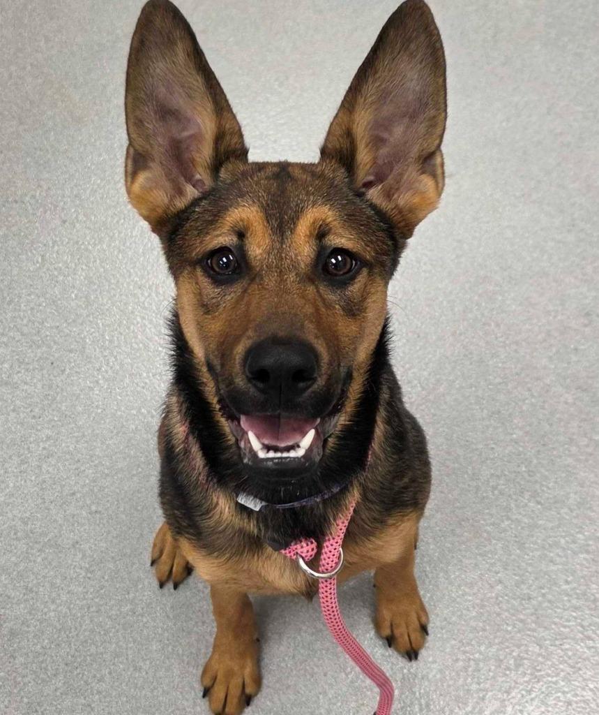 Pixie Stick, Adoptable, Puppy Female German Shepherd Dog & Mixed Breed.