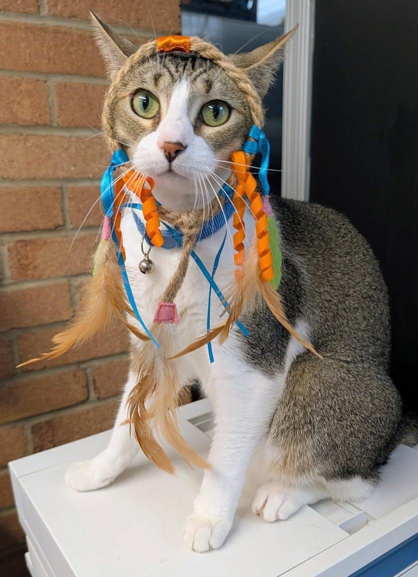 Enlarge Velvet, a Adoptable Domestic Short Hair in Albemarle, NC image 1/3