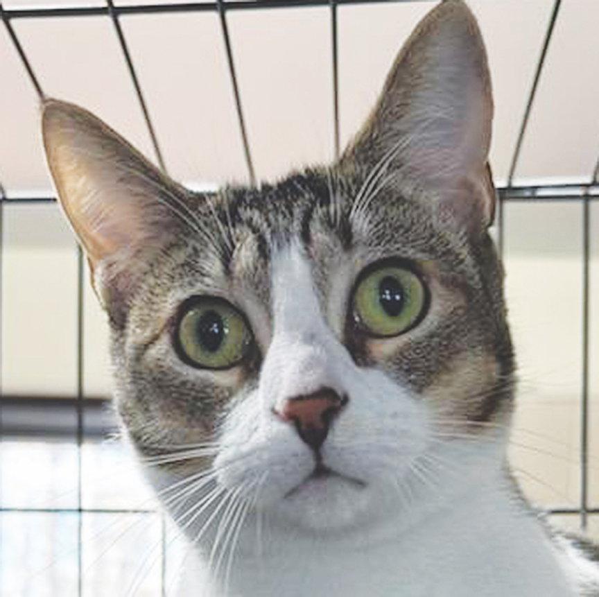 Enlarge Velvet, a Adoptable Domestic Short Hair in Albemarle, NC image 2/3