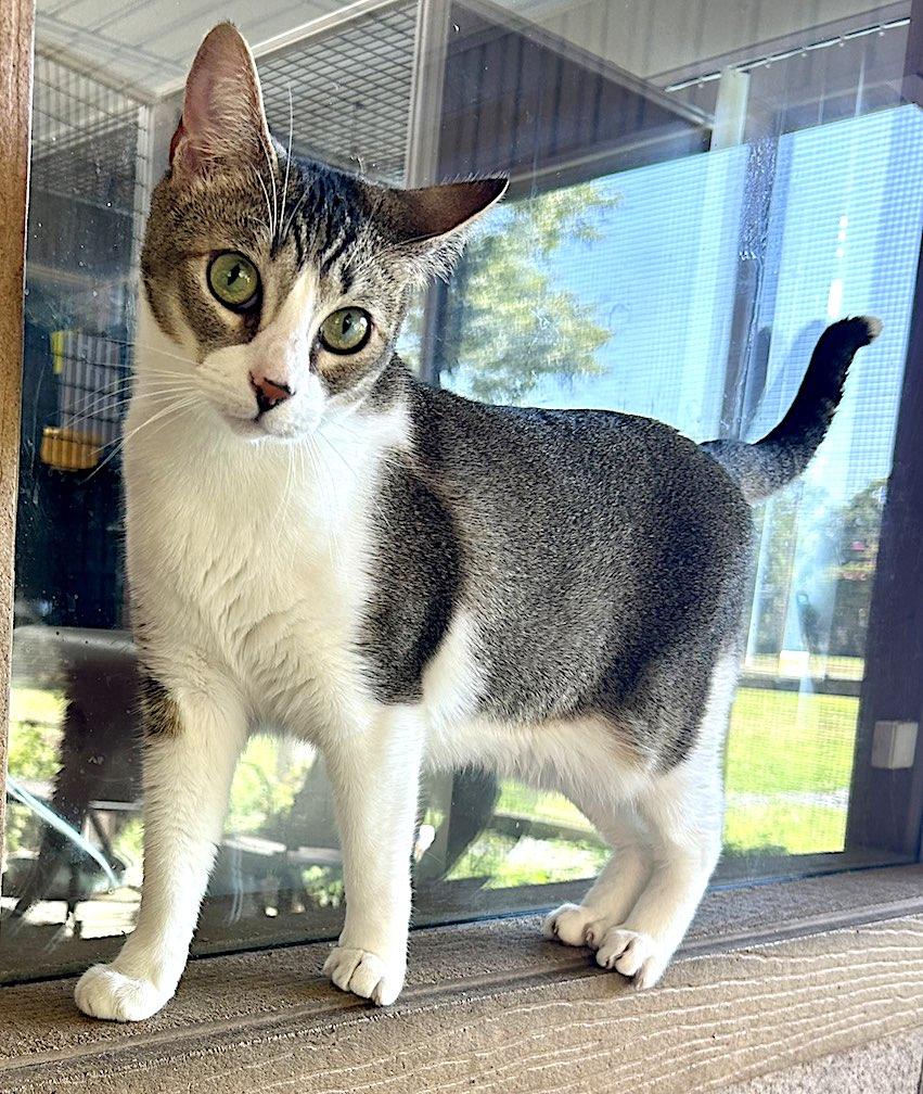 Enlarge Velvet, a Adoptable Domestic Short Hair in Albemarle, NC image 3/3