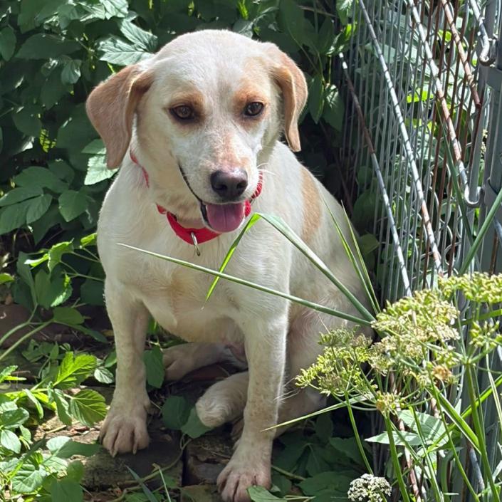 Grace, adopted, Young Female Beagle & Yellow Labrador Retriever.