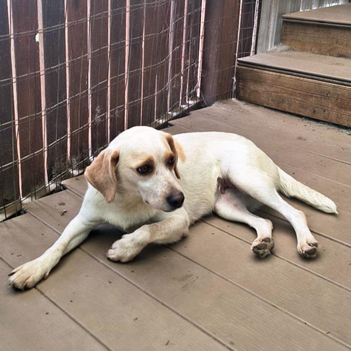 Enlarge Grace, an adopted mixed breed in London, OH image 4/6